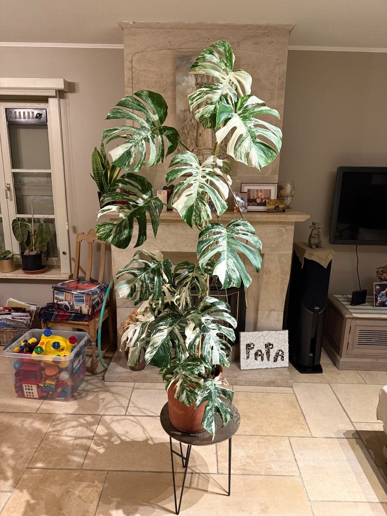 Monstera variegata, Enlèvement