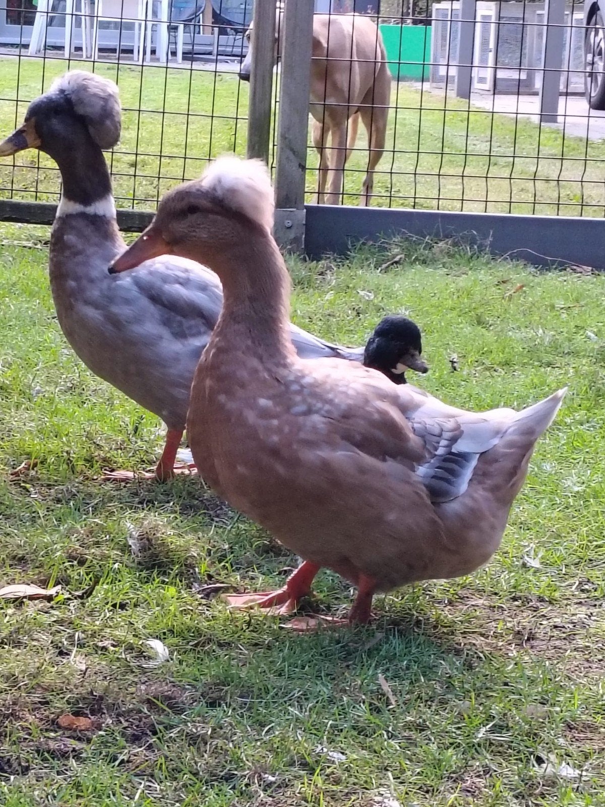kuifeend vrouw, Femelle, Canard