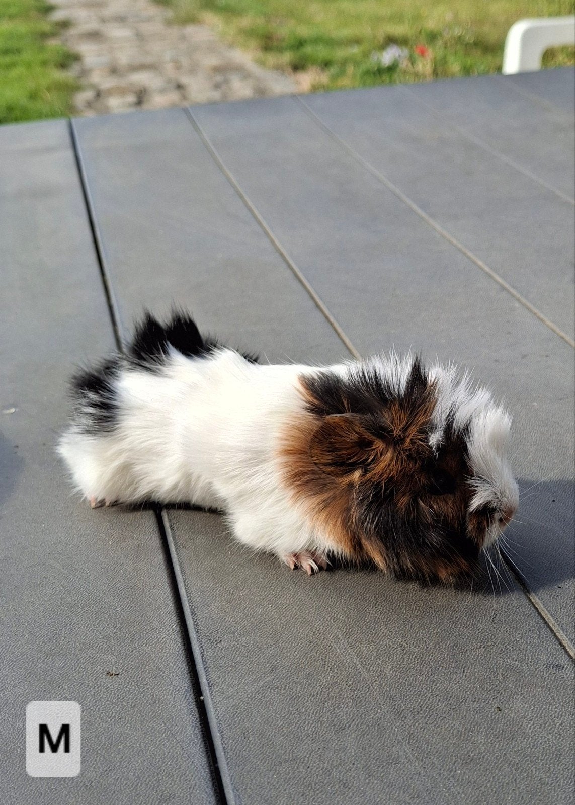 Mooie caviaatjes, Cavia, Mei, Meerdere dieren, Tam