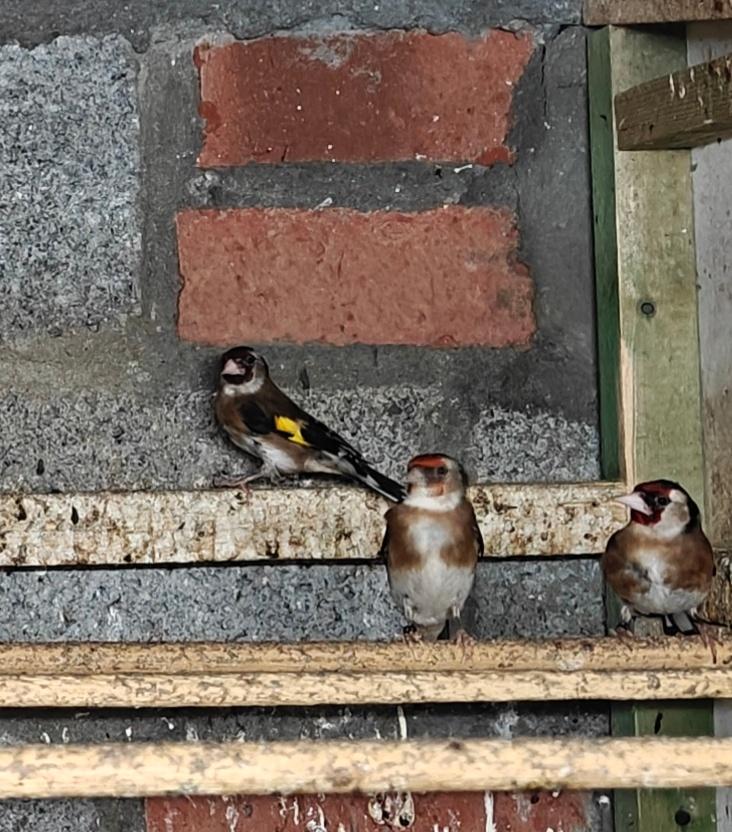 Parva putters 2025, Meerdere dieren, Wildzangvogel, Geringd
