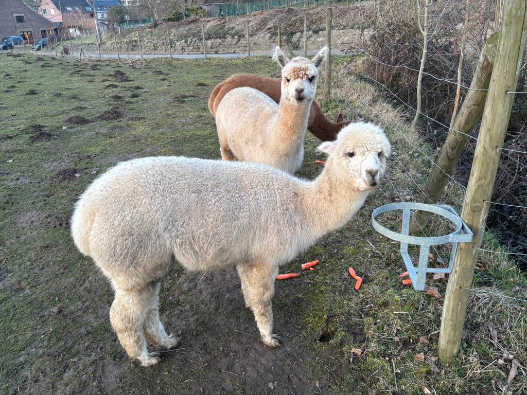 Alpaca merrie, Augustus