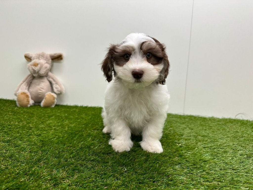 Nestje Havanezer pups, Parvo, België, 8 tot 15 weken, Meerdere