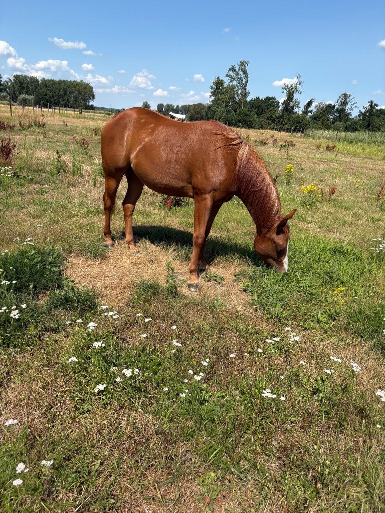 Quarter ruin 2 jaar, Dieren en Toebehoren, Paarden, Ruin, Minder dan 160 cm, Gechipt, 0 tot 2 jaar