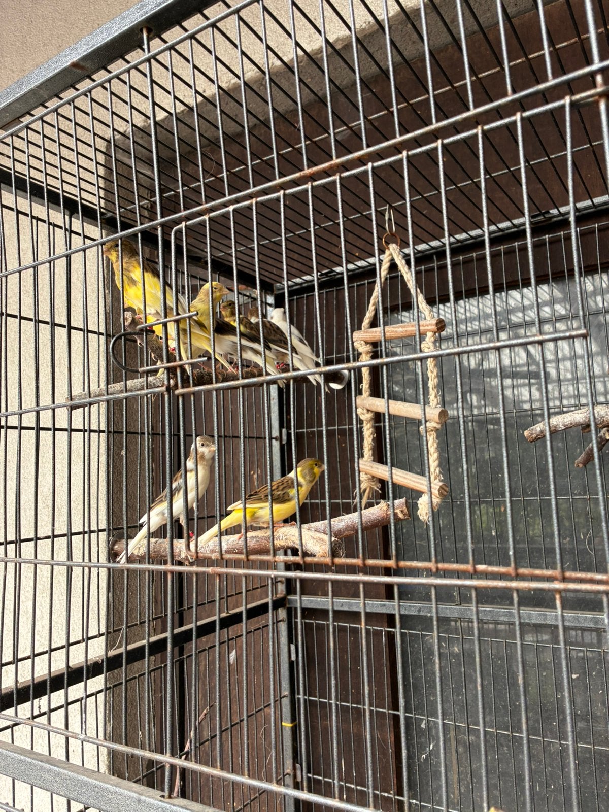 Kanaries