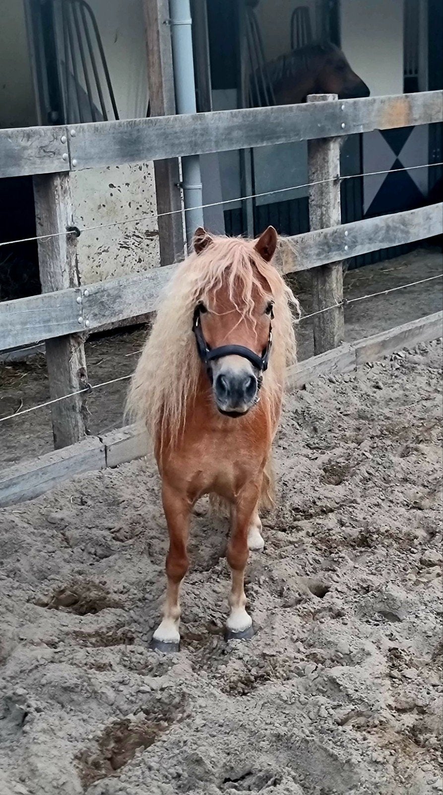 Petit jardin super mignon à 6 ans, Animaux & Accessoires, Hongre, Poney A (jusqu'à 1.17 m), Avec pedigree, 3 à 6 ans