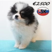 Dwergkees pups – Klein van formaat, groot in charme, Dieren en Toebehoren, Keeshond, 15 weken tot 1 jaar, Handelaar, Buitenland