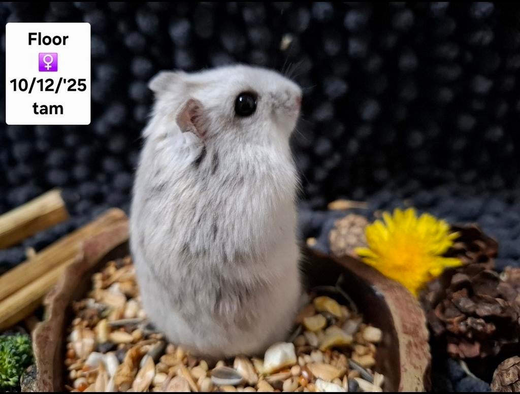 Russische en Roborovski dwerghamsters uit Asiel, Dieren en Toebehoren, December, Meerdere dieren, Tam