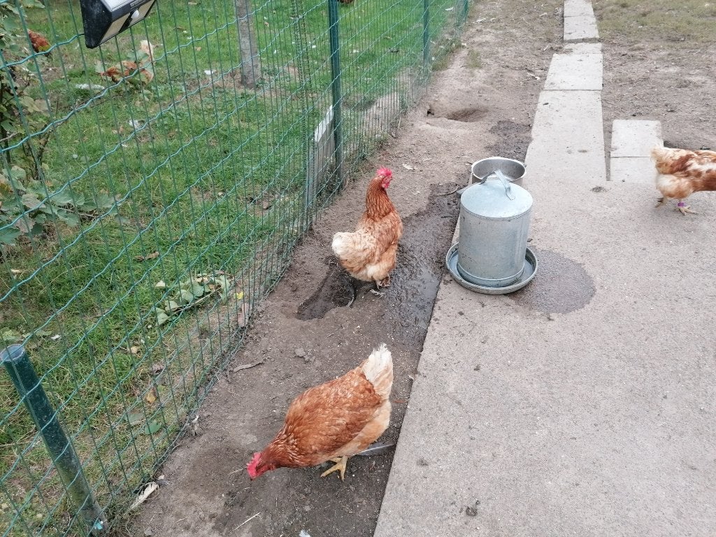 legkippen, Dieren en Toebehoren