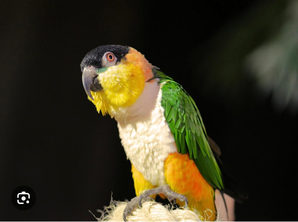 Handtamme zwartkop caique., Dieren en Toebehoren