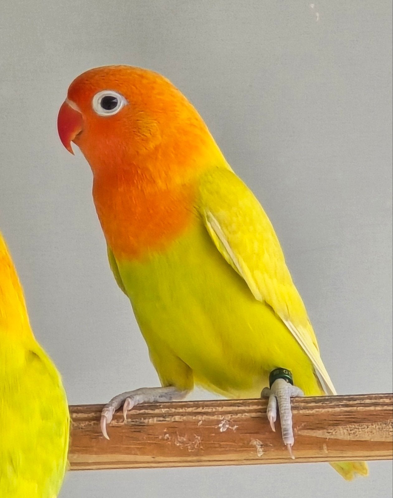 2 Pastelino/Opaline Fischeri mannen 2026, Dieren en Toebehoren, Mannelijk, Dwergpapegaai of Agapornis, Geringd