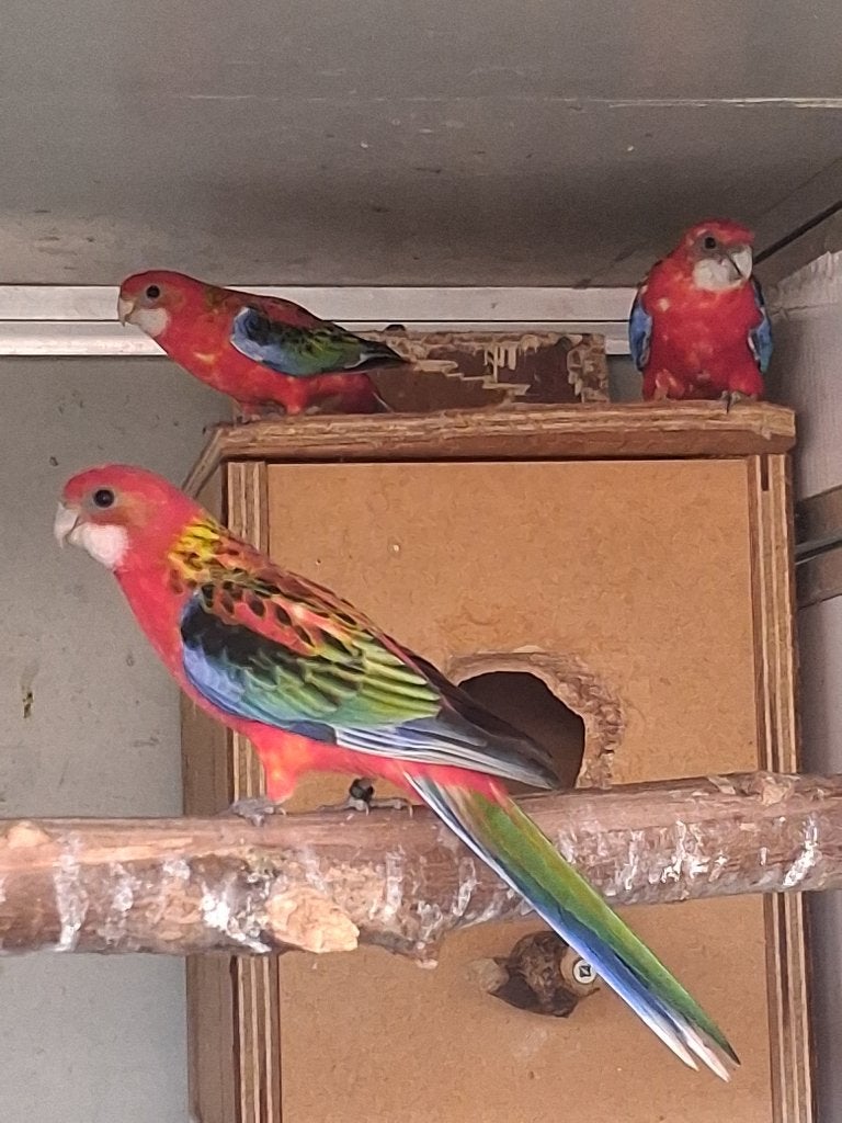 Rosella opaline rood 2026, Dieren en Toebehoren, Vogels | Parkieten en Papegaaien, Meerdere dieren, Parkiet, Geringd