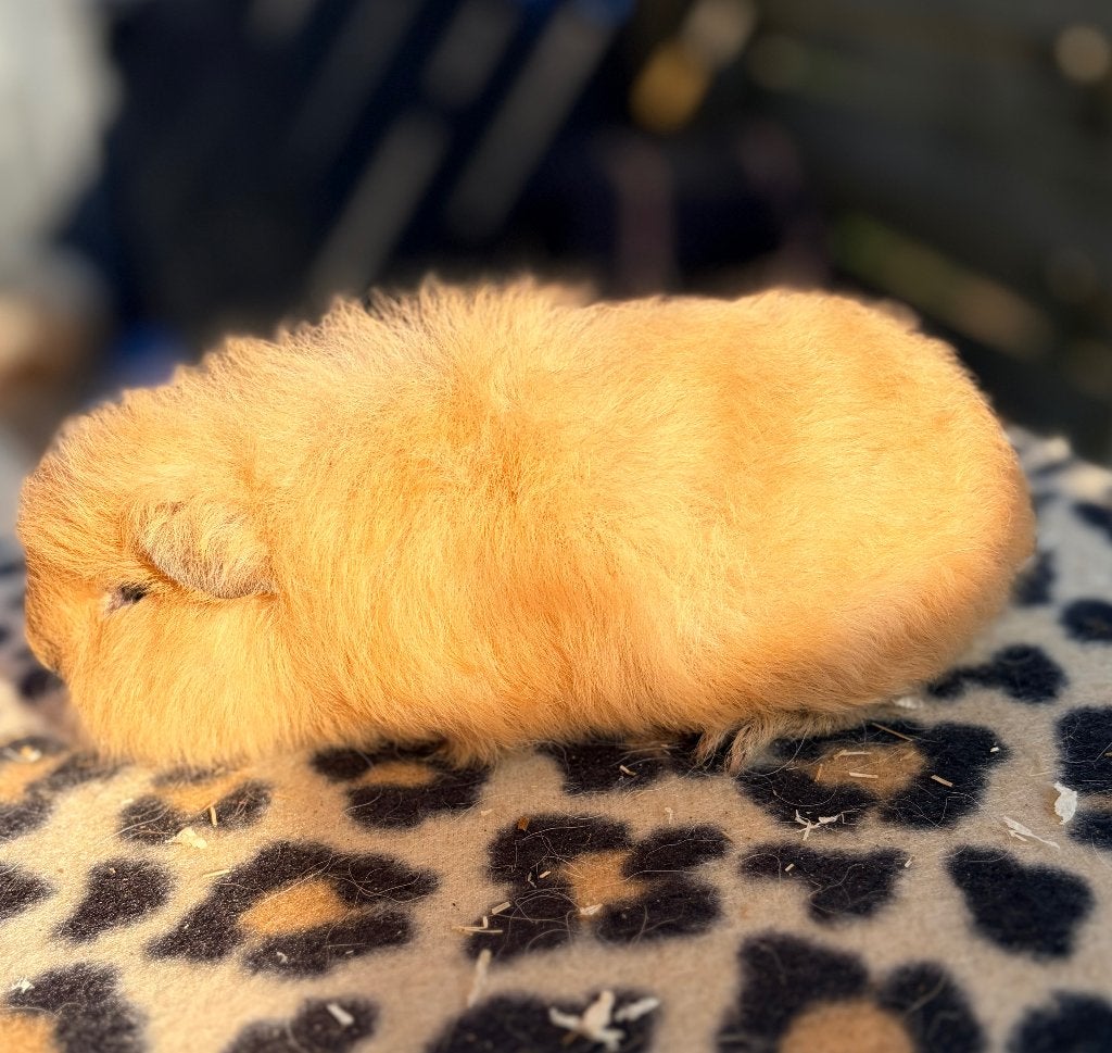 Crème Ch teddy beertje uit california, Dieren en Toebehoren, Cavia, Mannelijk, Juli, Tam