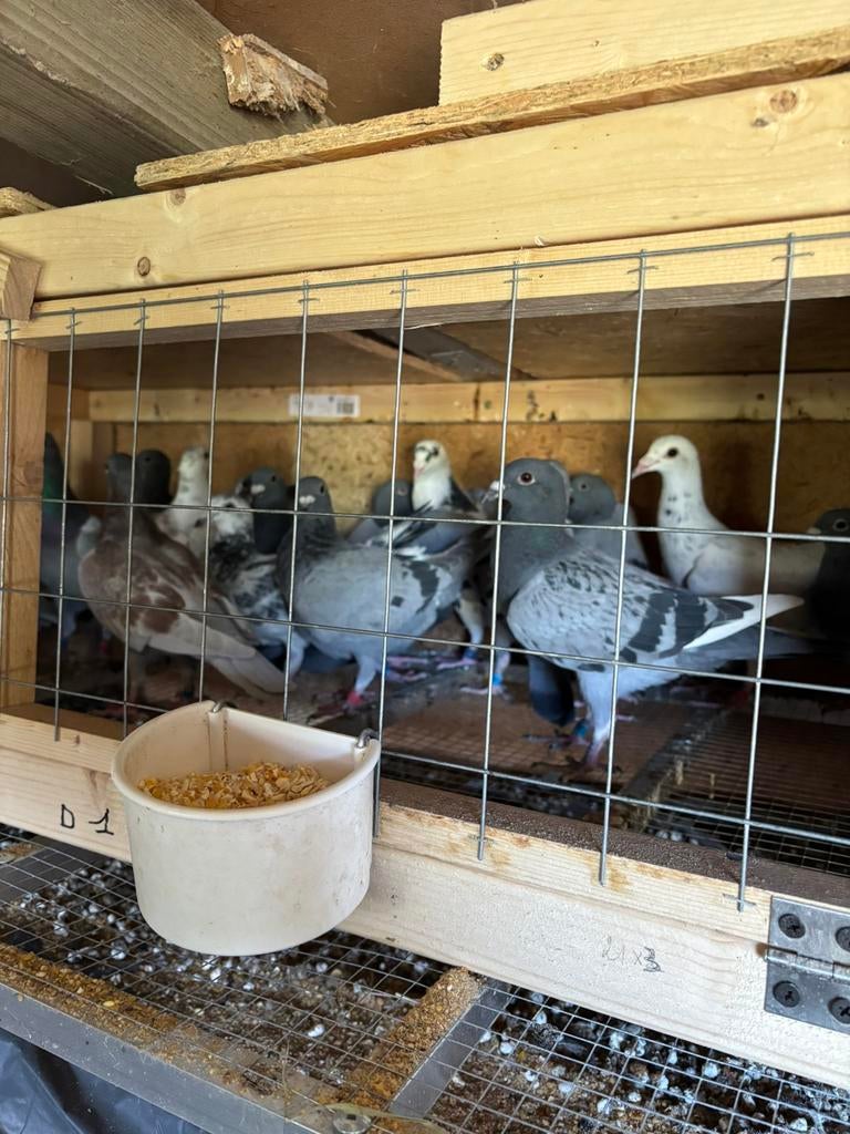 Verschillende reisduiven, Dieren en Toebehoren, Vogels | Duiven, Meerdere dieren, Postduif