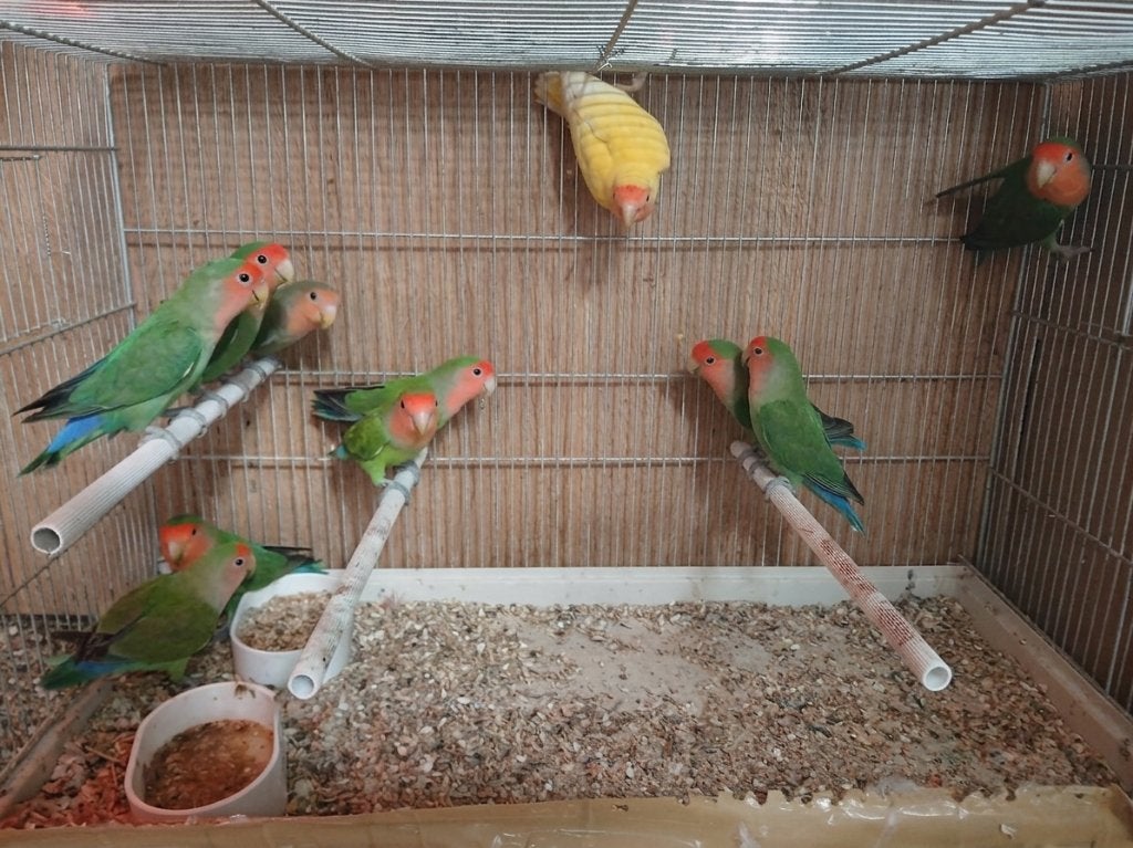 Collies, Dieren en Toebehoren, Meerdere dieren, Dwergpapegaai of Agapornis