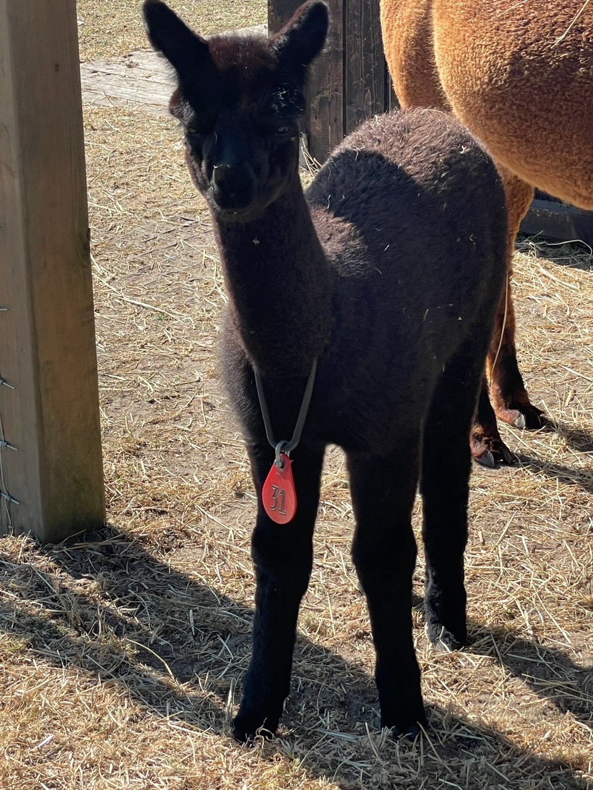 Alpaca hengsten zwart, Mai, Mâle