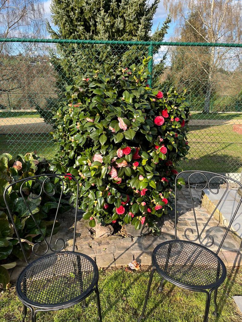 Chaisse Fer forgé, Jardin & Terrasse, Jardin & Terrasse Autre, Comme neuf, Enlèvement