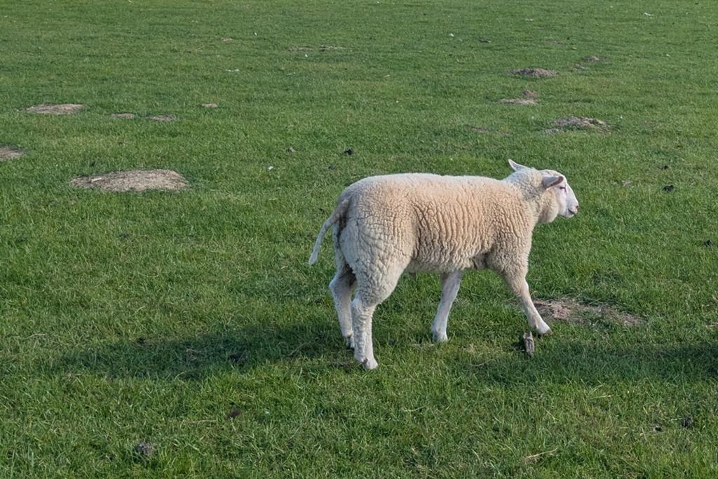 Schaap ram, Animaux & Accessoires, Mouton