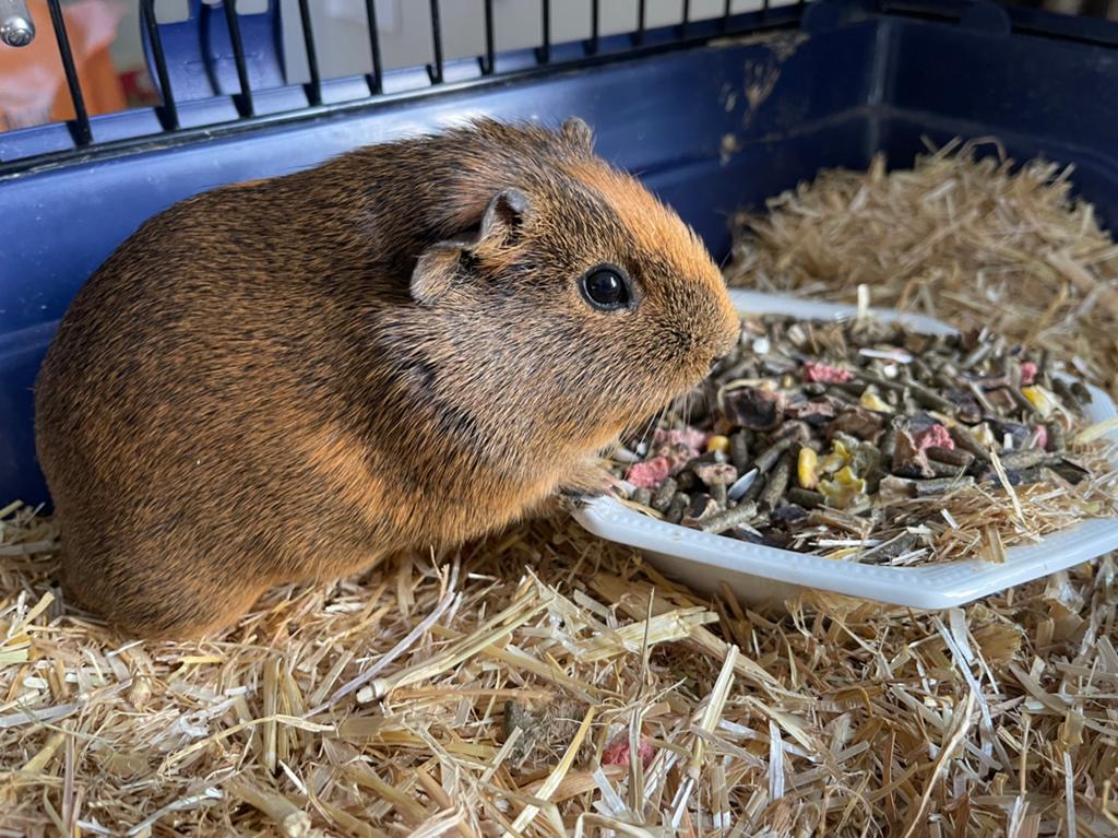 Mooie cavia met kooi, Dieren en Toebehoren, Cavia, Vrouwelijk, Januari, Tam