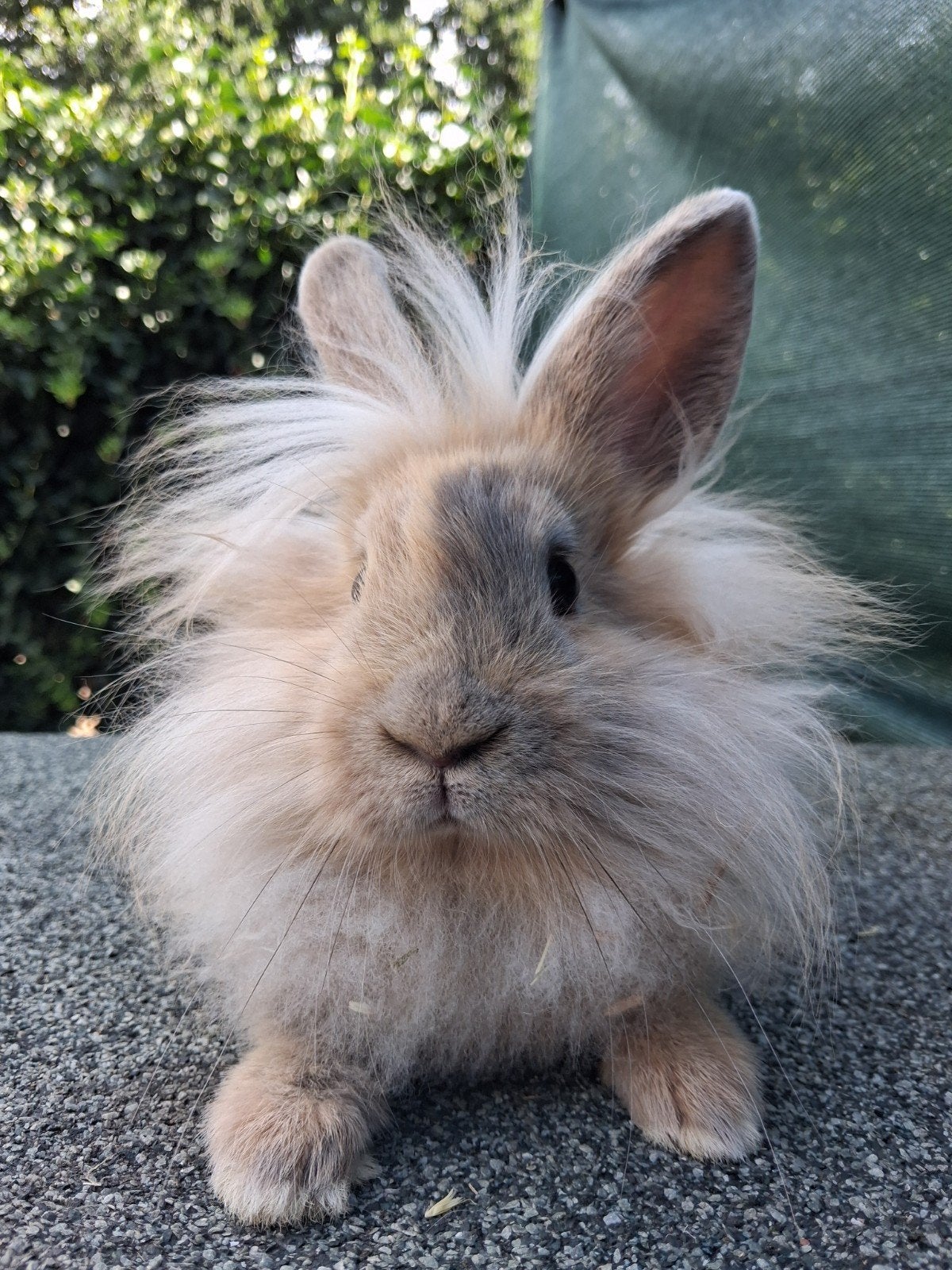 leeuwenkop x teddy, Mâle, Nain, 0 à 2 ans