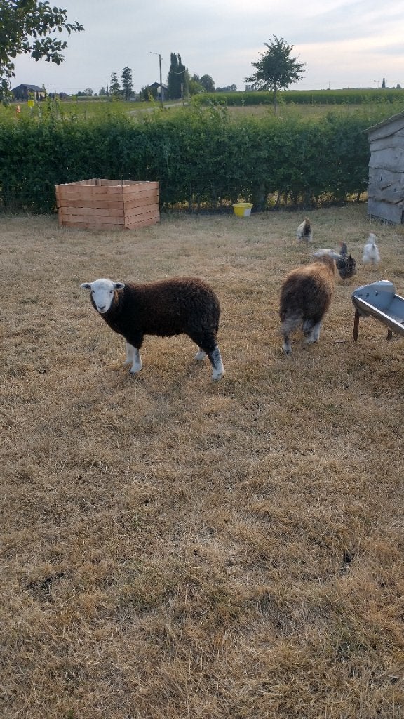Herdwick ooi + ram 03/26, Dieren en Toebehoren, Meerdere dieren, Schaap, 0 tot 2 jaar