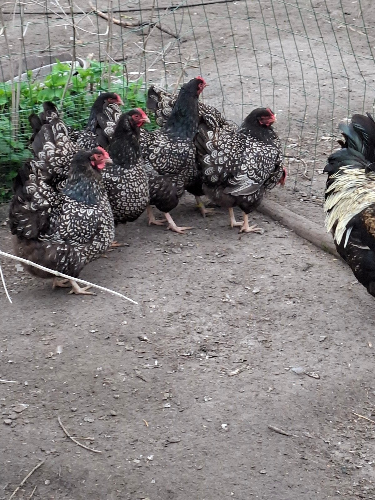 Kuikens Barnevelder zilver dubbel gezoomd