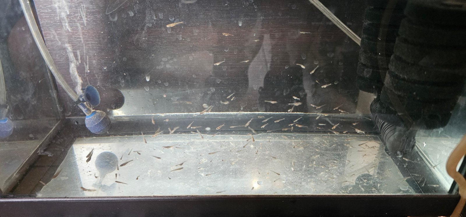 notropis chrosomus, Enlèvement