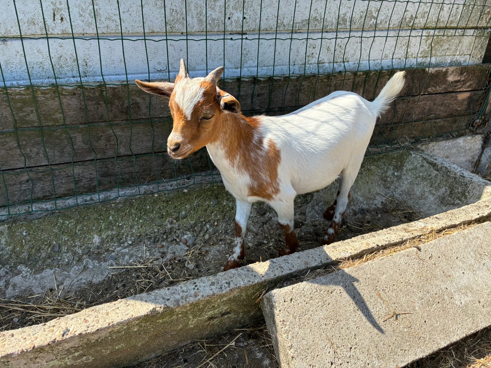 Dwergbokjes, Animaux & Accessoires, Moutons, Chèvres & Cochons
