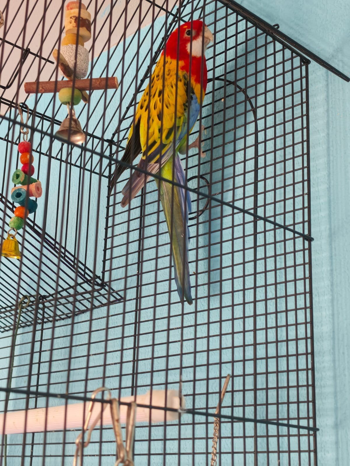 Rosella parkiet mannetje, Perruche