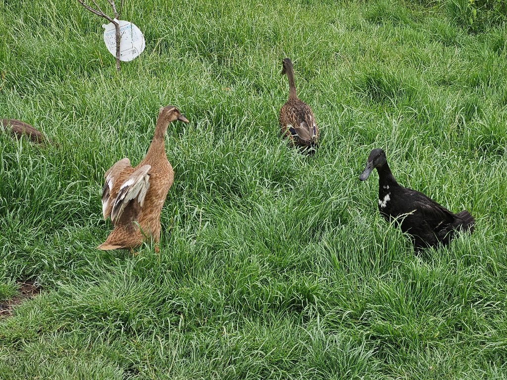 4 Indische loopeenden, Dieren en Toebehoren, Pluimvee, Geslacht onbekend, Eend
