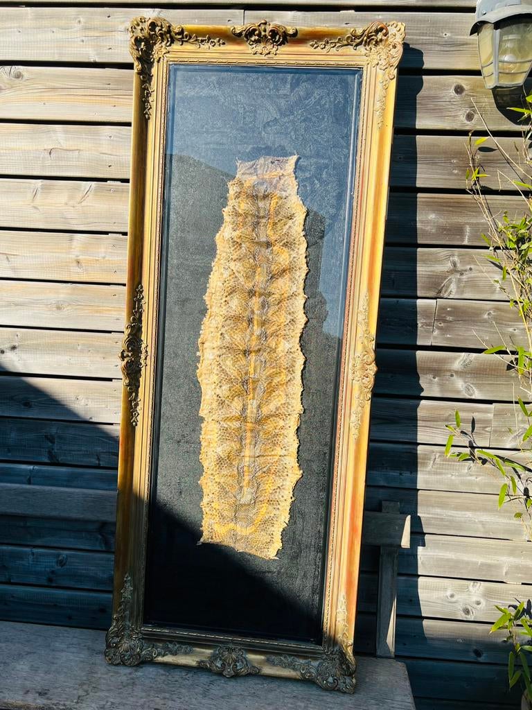 Taxidermie, Verzamelen, Dierenverzamelingen, Ophalen, Zo goed als nieuw, Reptiel of Amfibie, Overige typen
