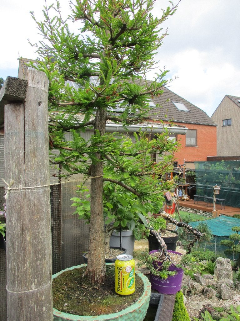 Bonsai, Tuin en Terras, Ophalen