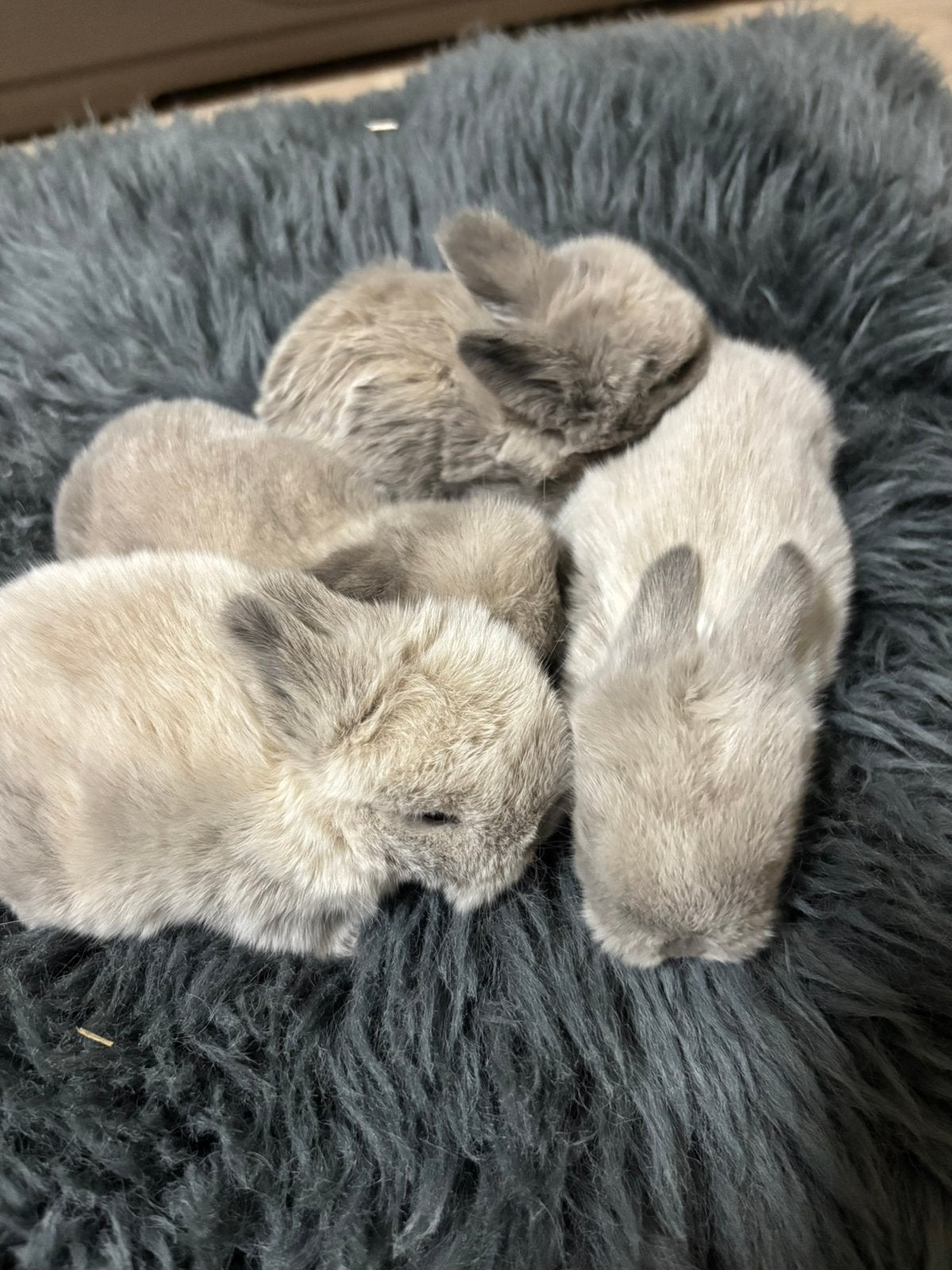 Minilops de race pure, Sexe inconnu, Nain, Oreilles tombantes, 0 à 2 ans