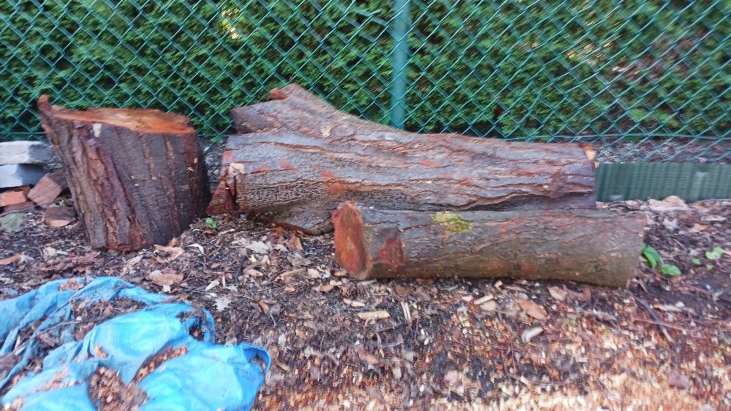 hout - boomstammen, Ophalen, Overige houtsoorten, Stammen