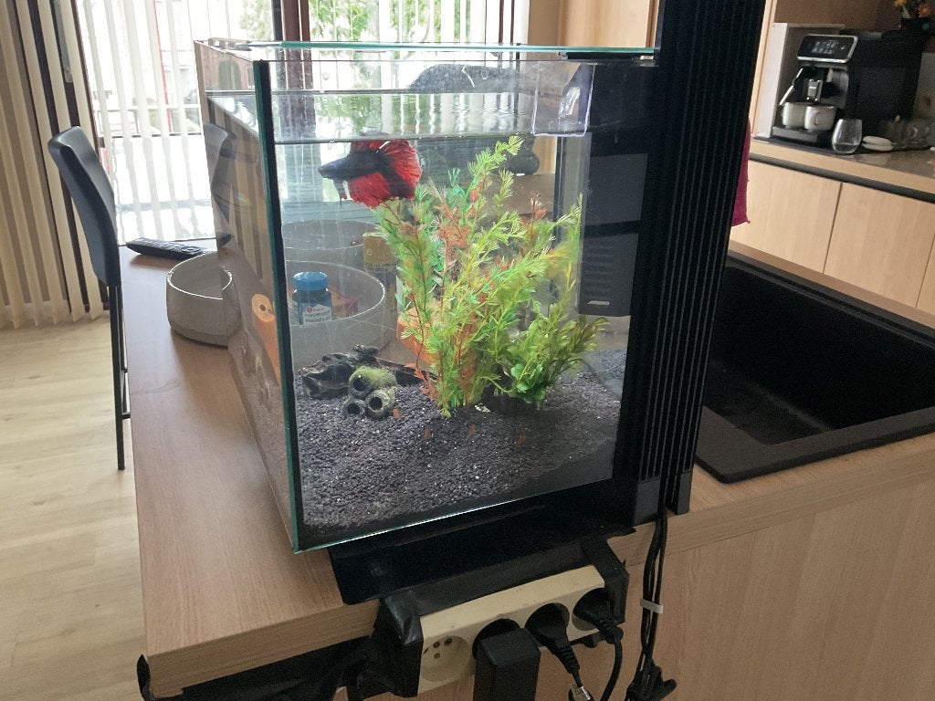 Superfish qubiq pro 30 aquarium met kempvis, Animaux & Accessoires, Poissons | Aquariums & Accessoires, Aquarium d'eau douce rempli