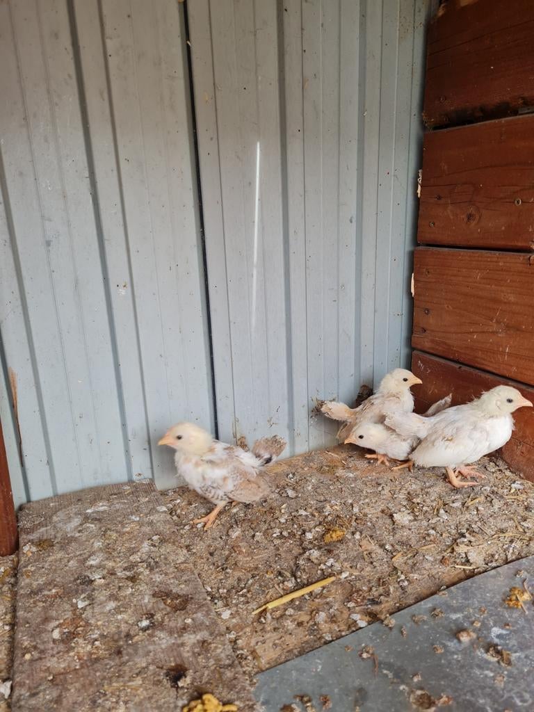 Serama kriel kipjes, Dieren en Toebehoren, Pluimvee, Kip