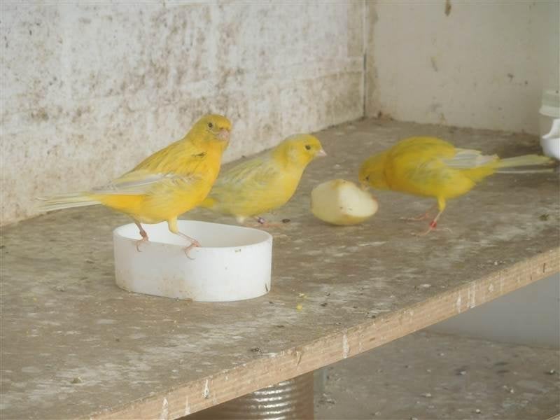 Kanaries geelagaat opaal, Meerdere dieren, Kleurkanarie