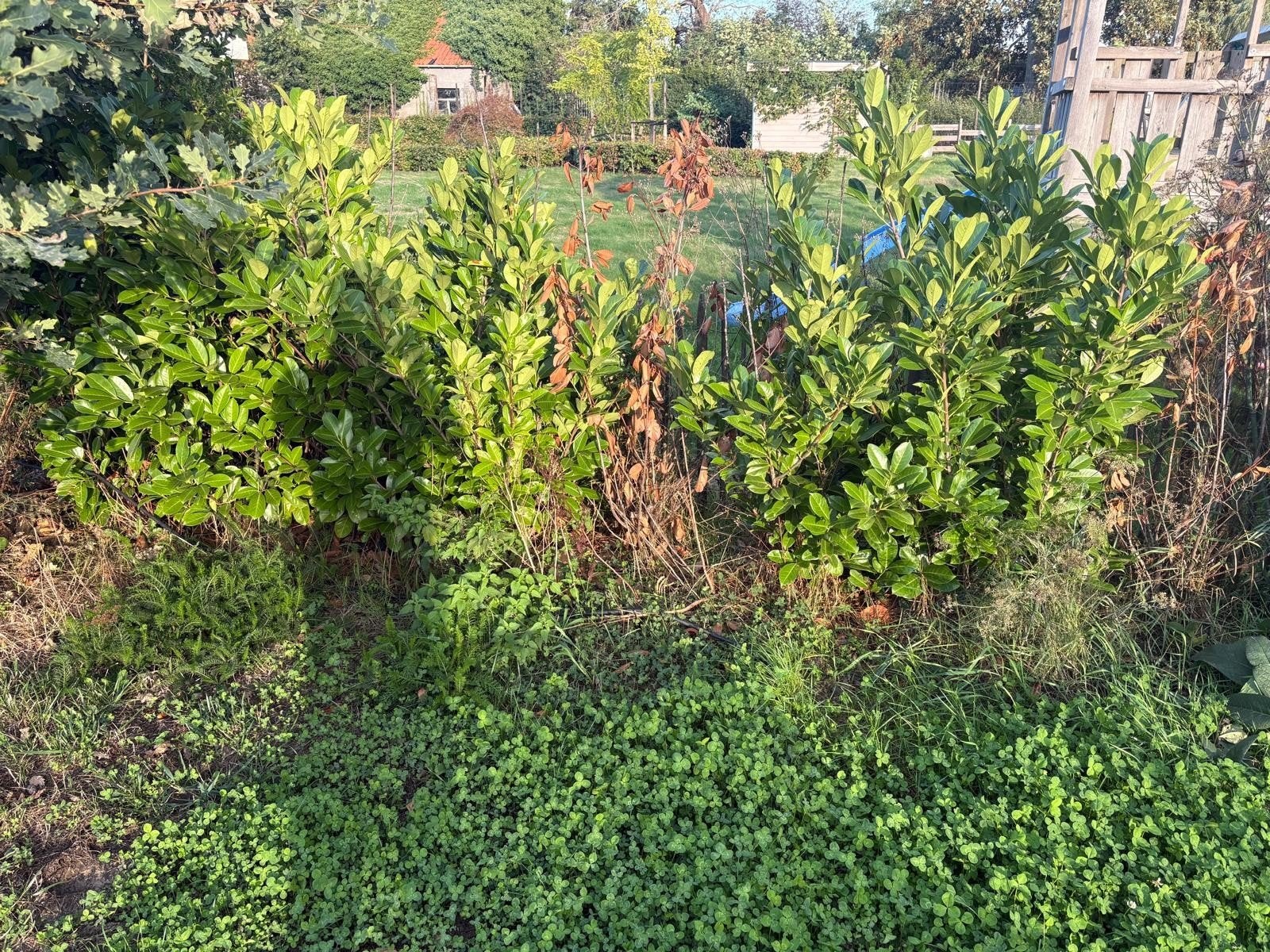 laurier haag gratis op te halen, zelf uitspitten, Tuin en Terras, Planten | Struiken en Hagen, Ophalen, Laurier, Haag, 100 tot 250 cm