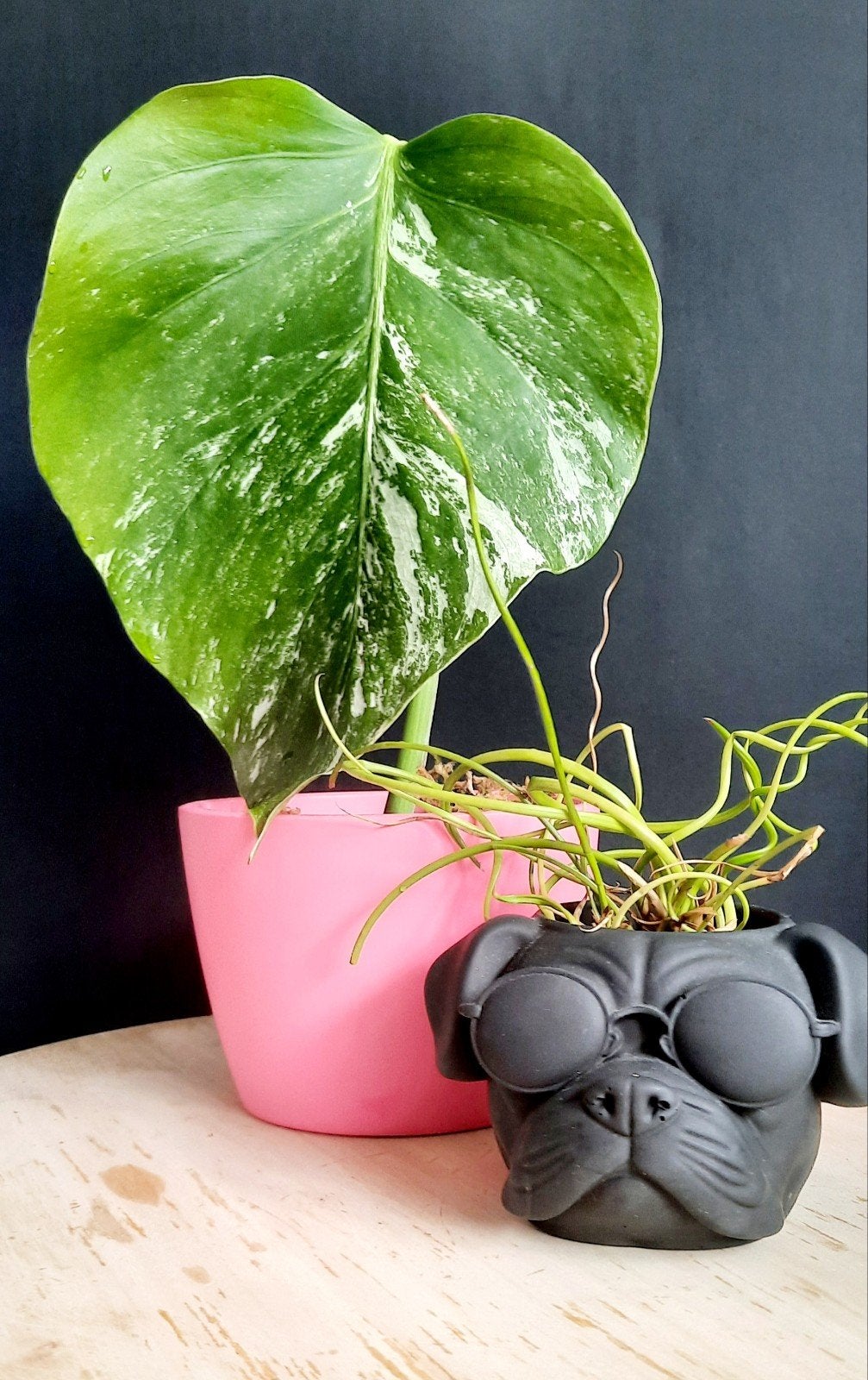 Bouture Monstera variegata, Maison & Meubles, Plantes d'intérieur, Enlèvement ou Envoi