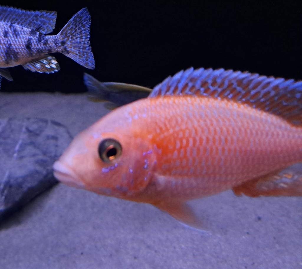Gratis vissen – zie omschrijving, Dieren en Toebehoren, Vissen | Aquariumvissen, Vis, Zoetwatervis