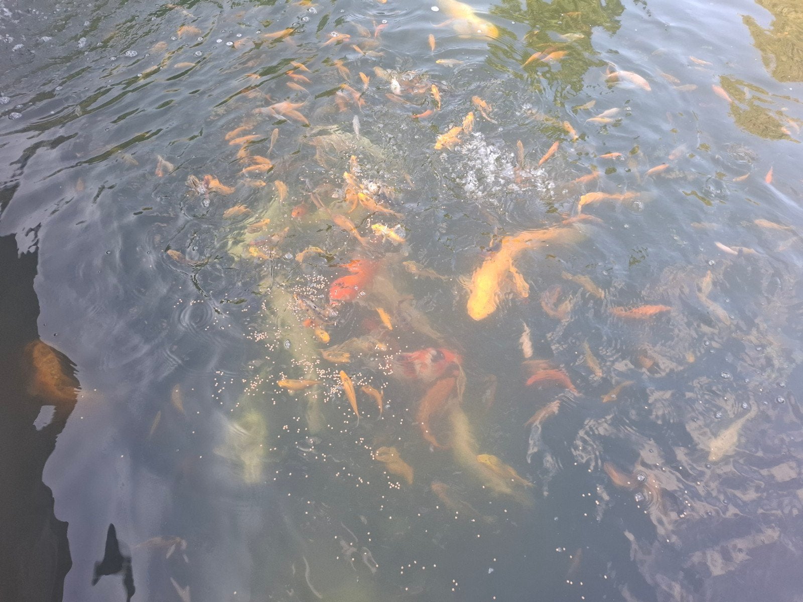 koi visjes 10 tot 20 cm, Animaux & Accessoires, Poissons | Poissons d'étang