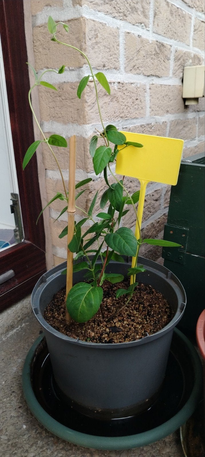 Buitenplant - Jasmijn uit Iran - met pot +., Tuin en Terras, Planten | Bomen, Ophalen of Verzenden