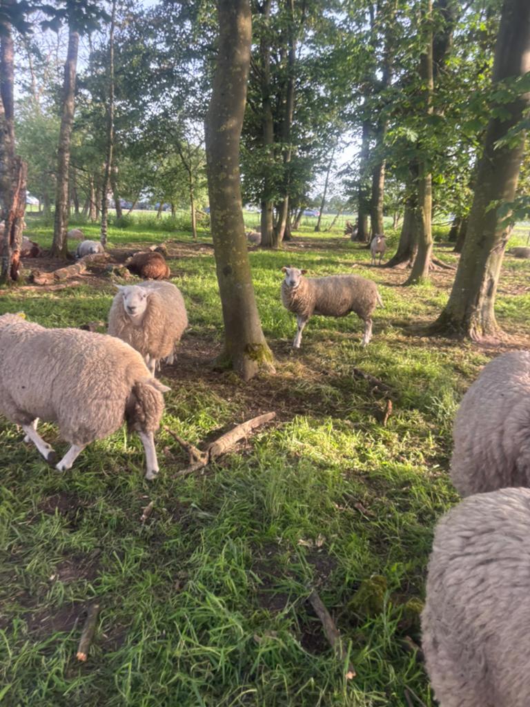 Texel rammen, Dieren en Toebehoren