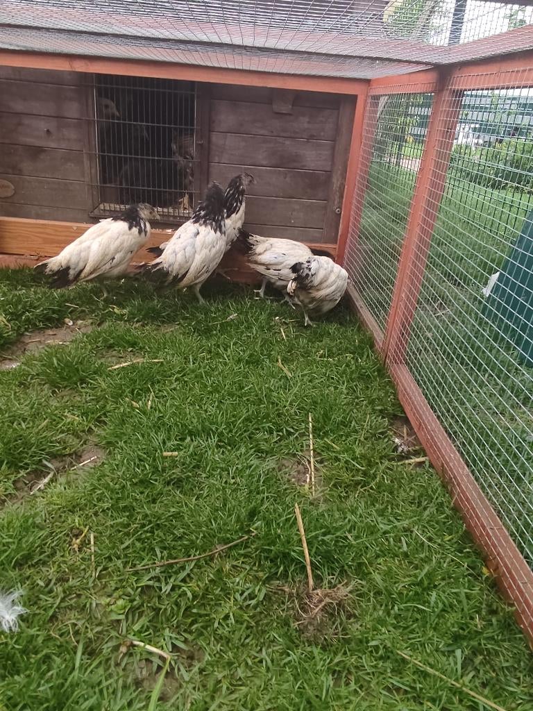 Kip, Dieren en Toebehoren, Pluimvee, Meerdere dieren, Kip