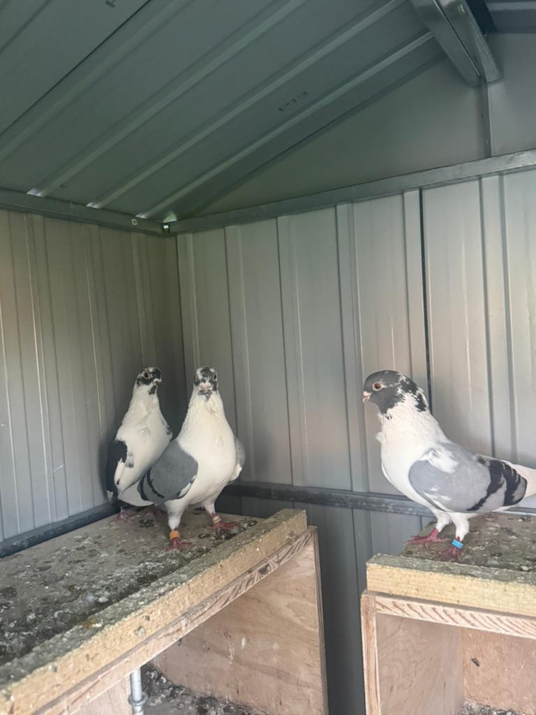 Duiven te koop ( sharca), Dieren en Toebehoren, Vogels | Duiven