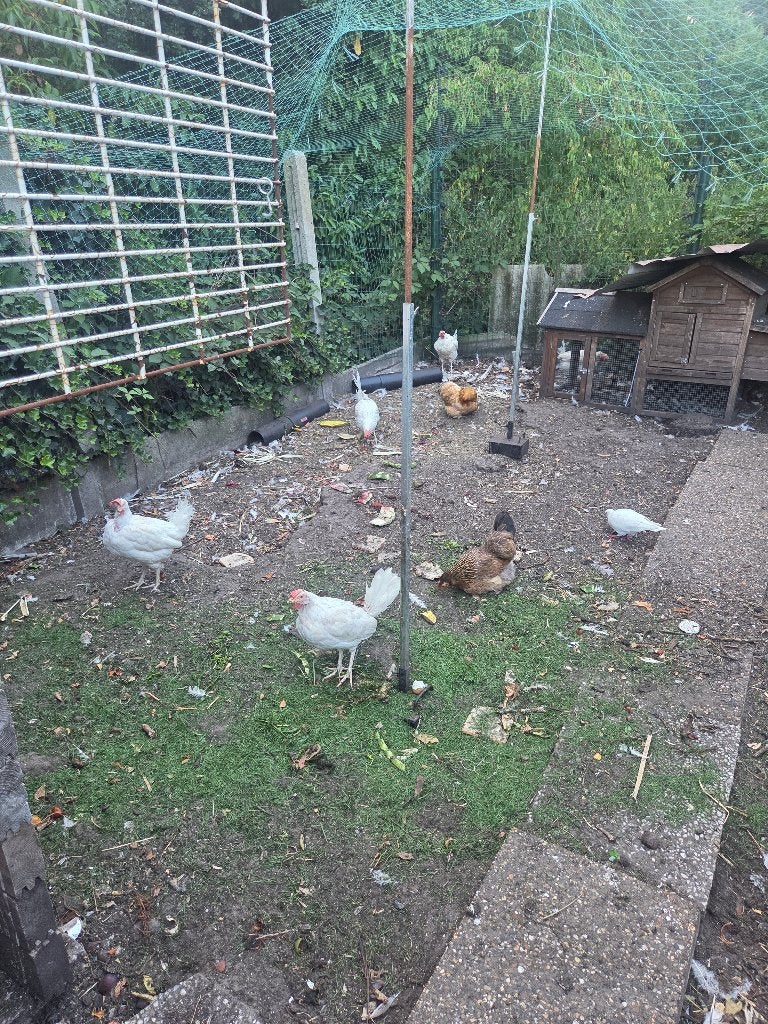 Legkippen en Cochin krielkippen, Dieren en Toebehoren, Pluimvee