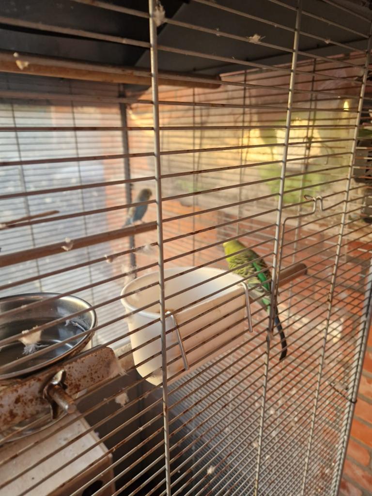 grasparkieten kopel, Dieren en Toebehoren, Vogels | Kanaries