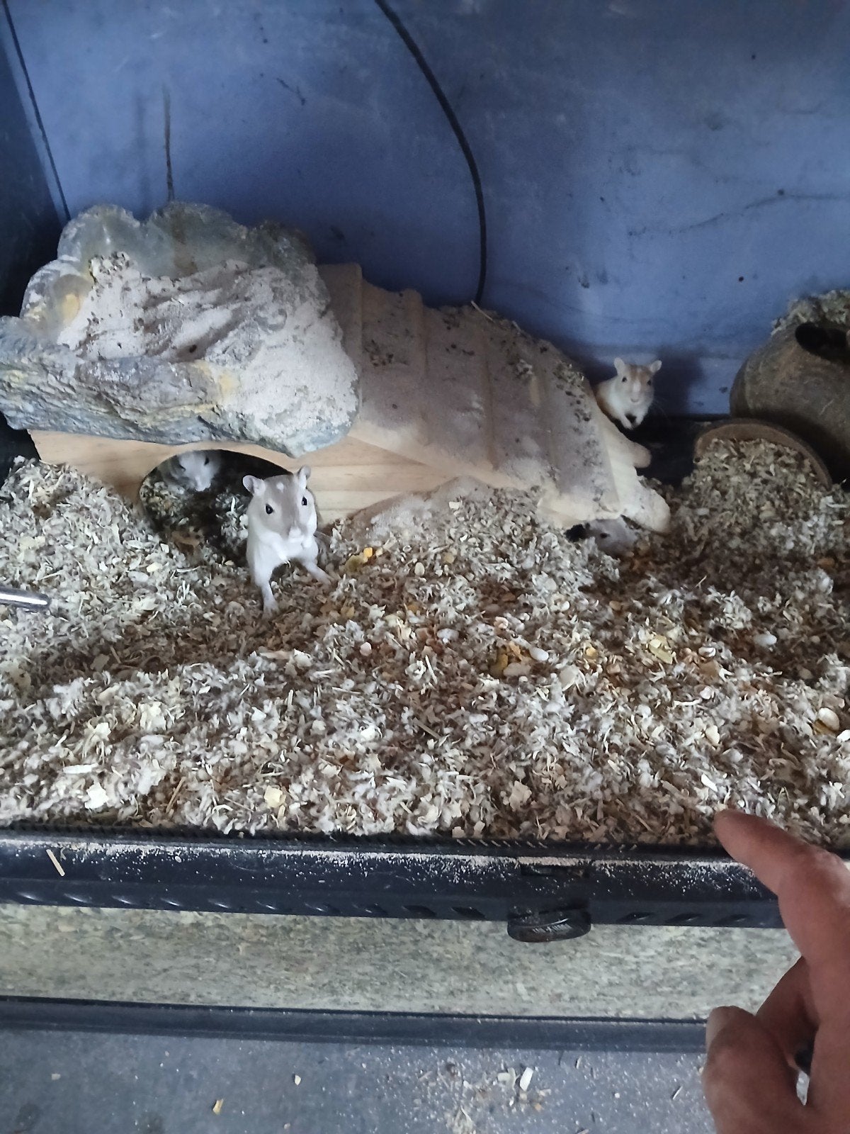 gerbils te koop, Dieren en Toebehoren