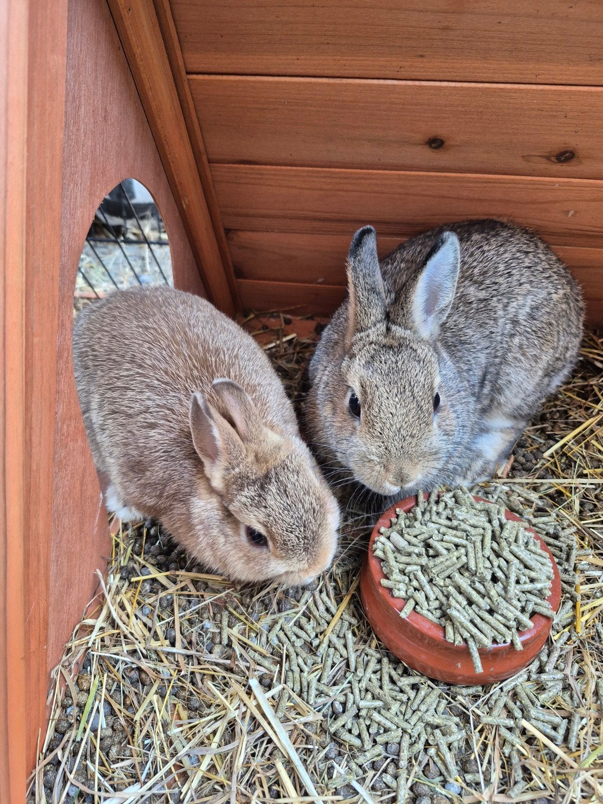 kleurdwergjes 2 voedstertjes, Dieren en Toebehoren