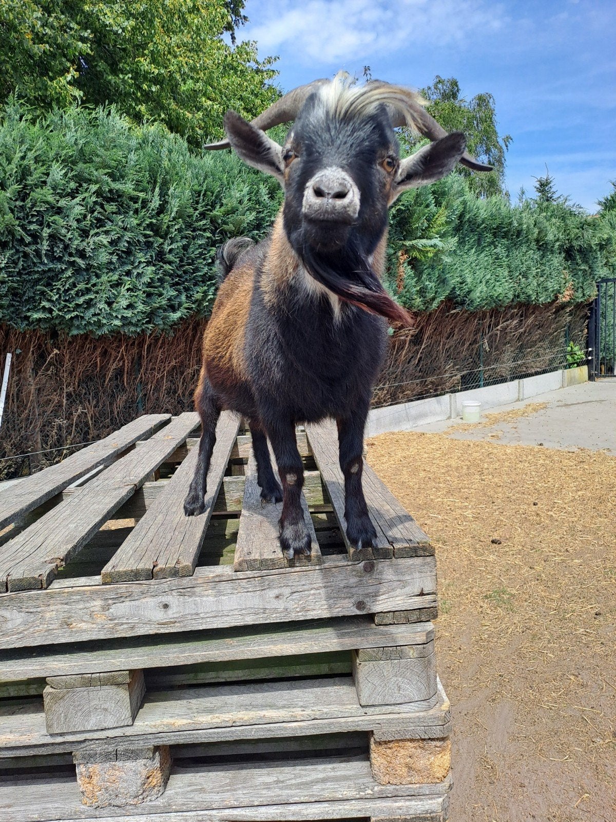 Onze bok Willy +/- 2 jaar, Dieren en Toebehoren