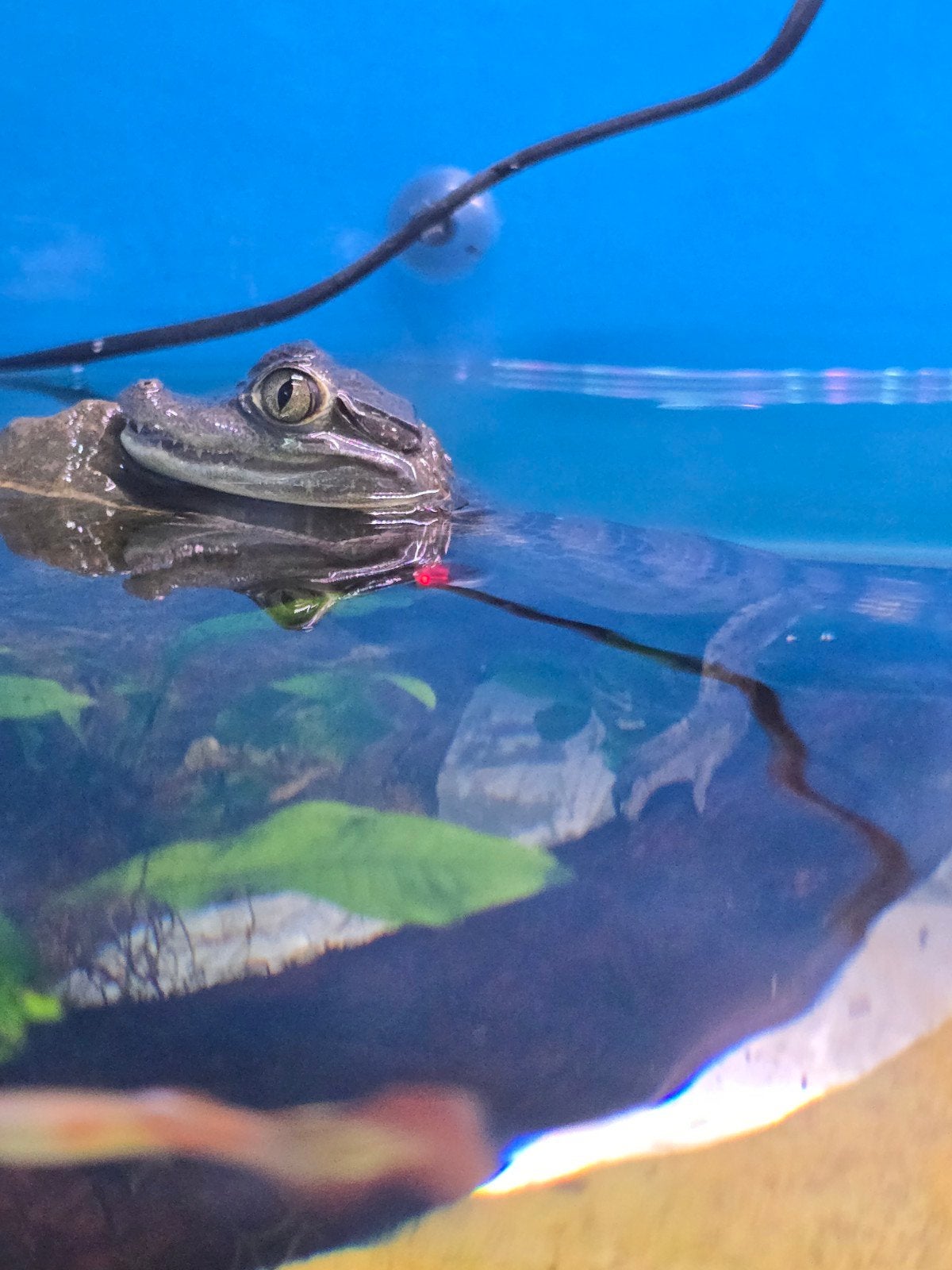 Jonge brilkaaiman 2026 - caiman crocodilus crocodilus., Dieren en Toebehoren, Reptielen en Amfibieën, Amfibie